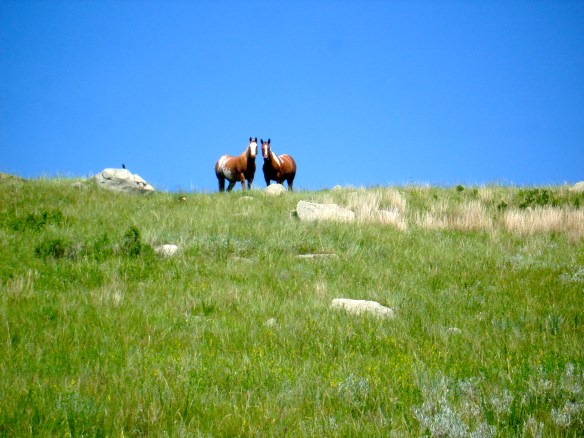 Horses on Hill