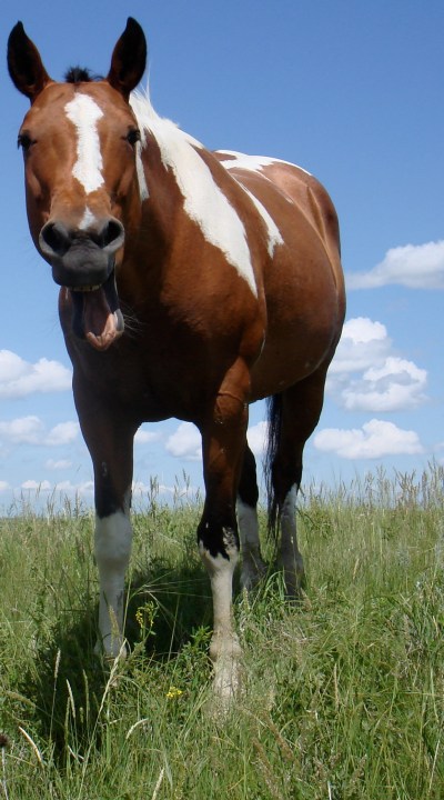 Yawning Horse