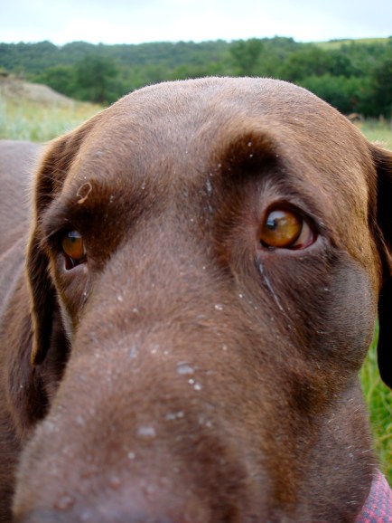 Rain on a Dog's Nose
