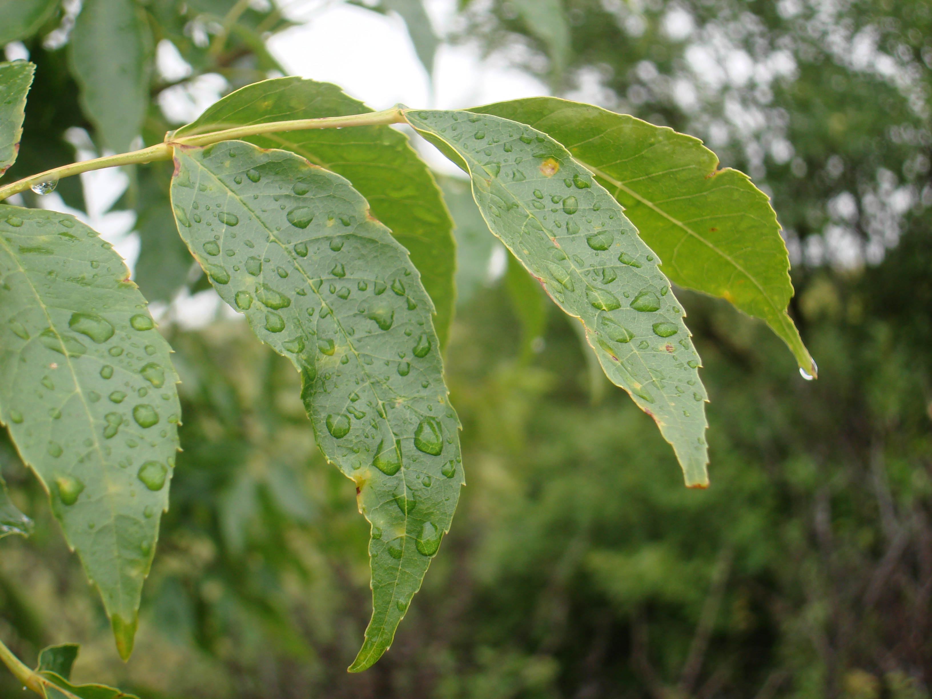 Rain on Leaves