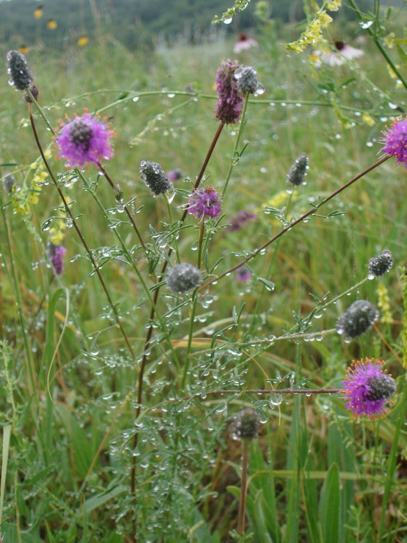 Rain on Coneflowers