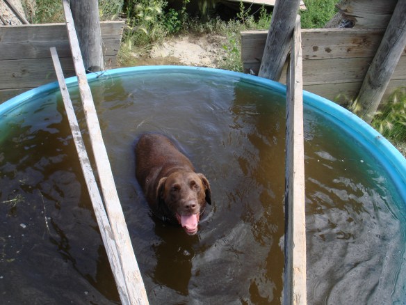 Dog in the stock tank