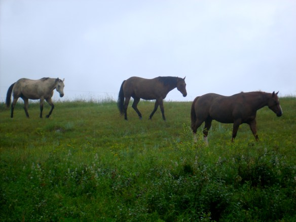 Rain on horses