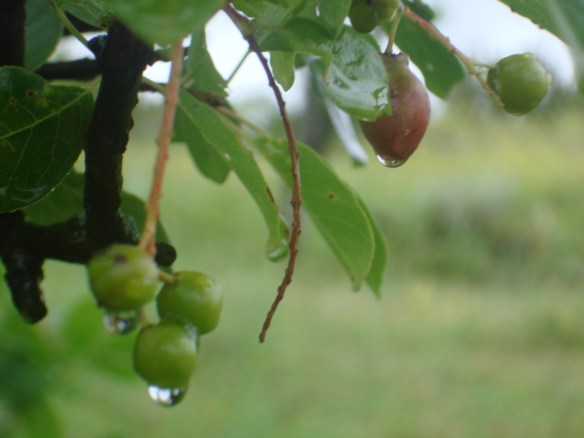 Rain on berries