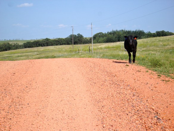 Calf on Road