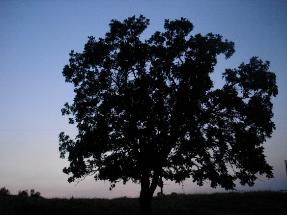 Oak tree evening