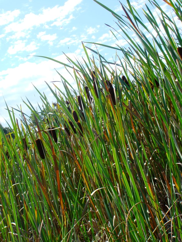 Cattails