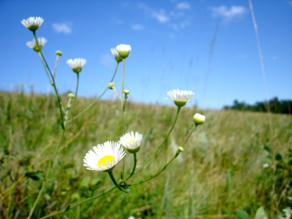 Daisies and Sky