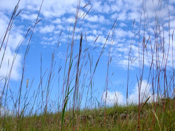 Grass and Sky