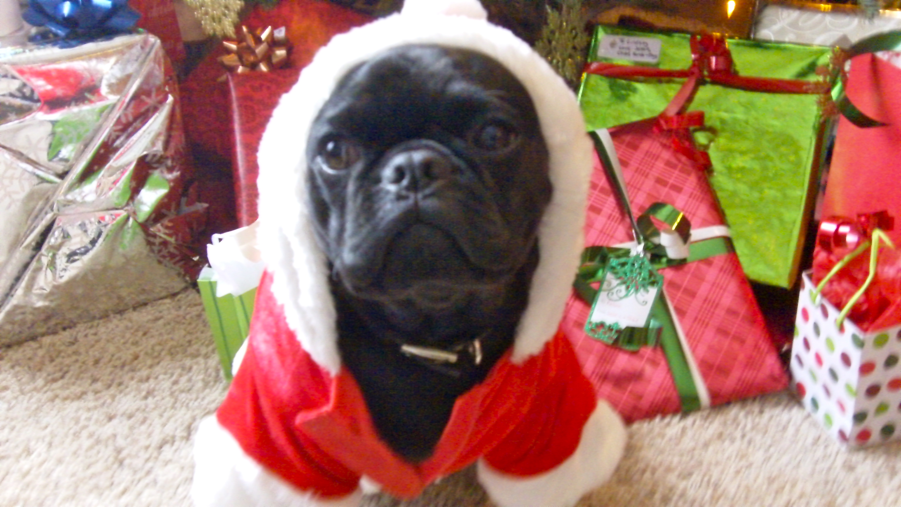 Christmas Pug