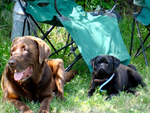 Pug and Lab in the lawn