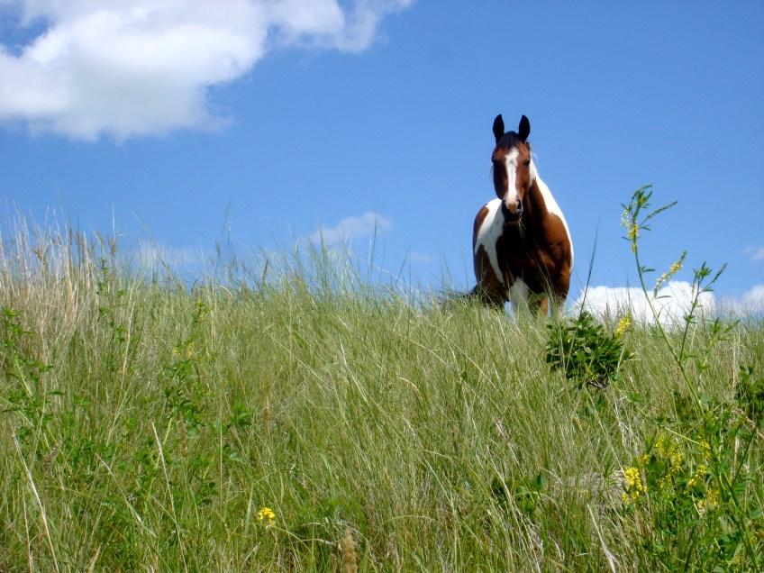 Horse on hill
