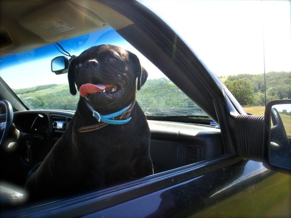 Pug on a summer ride