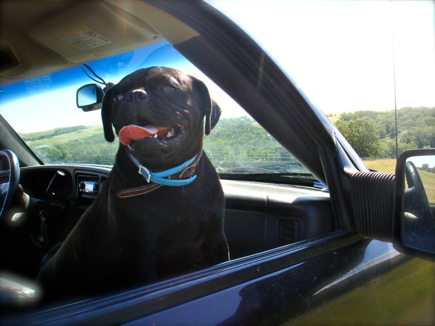 Pug on a summer ride