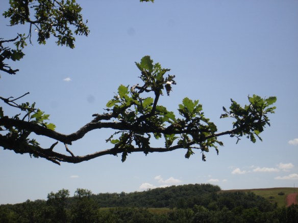 Summer Leaves Summer Leaves