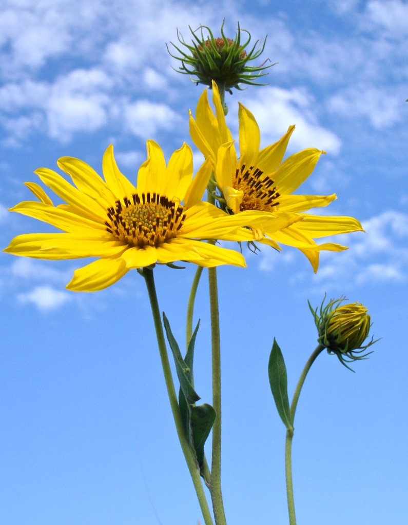 Wild Sunflowers