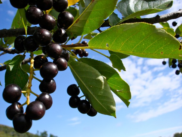 Chokecherries on stems
