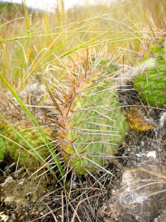 North Dakota Cactus