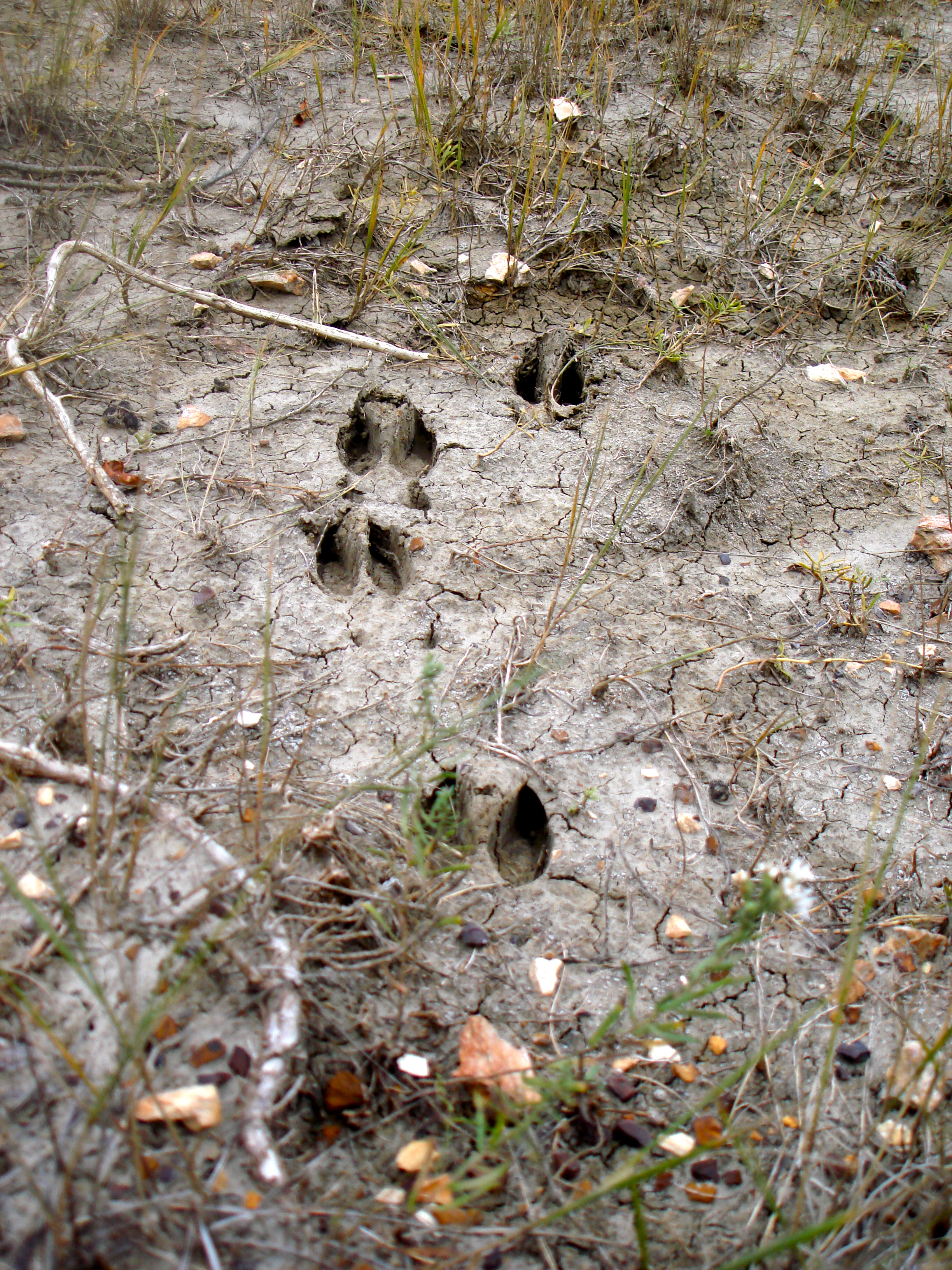 Deer tracks