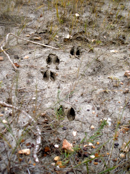 Deer tracks