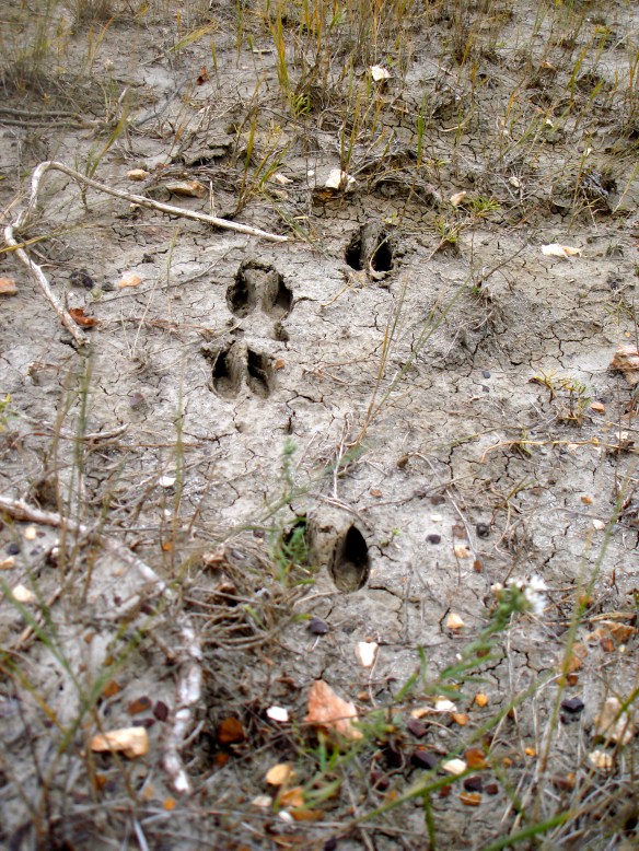 Deer tracks