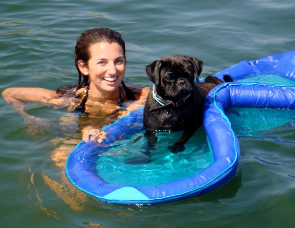 Pug's version of swimming