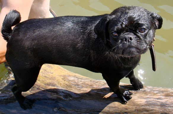 Pug, not so happy about swimming