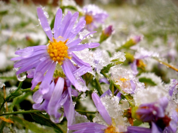 Purple flowers in snow