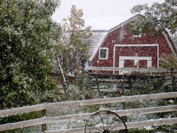 Barnyard Fall snow