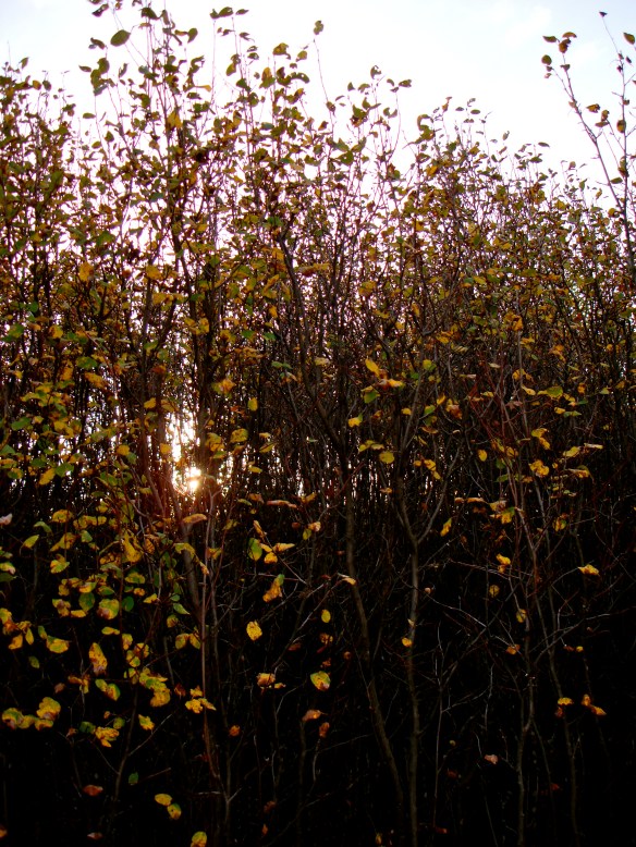 September 22, 2010. Brush in fall