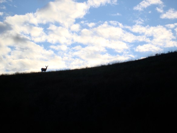 Deer on horizon