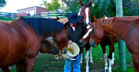 Feeding Horses