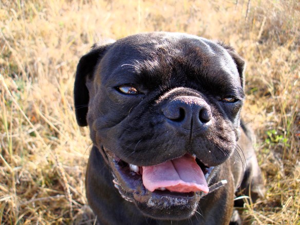 October 11, 2010. Chug the Pug