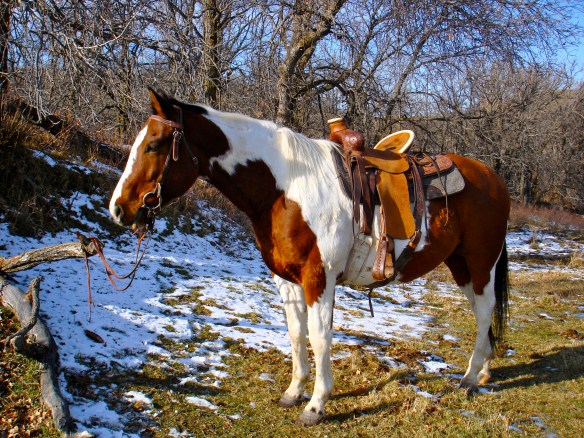 November 16, 2010. Waiting in the snow