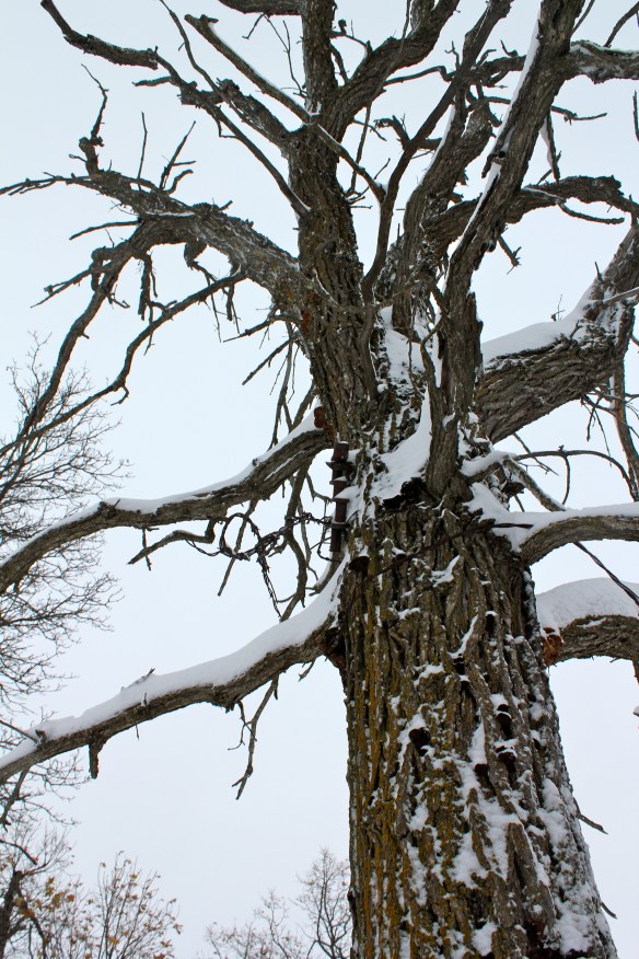 October 27, 2010. Snow Tree