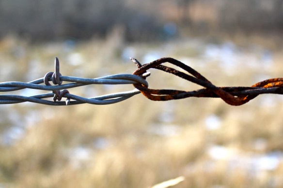 November 12, 2010. Barbed Wire