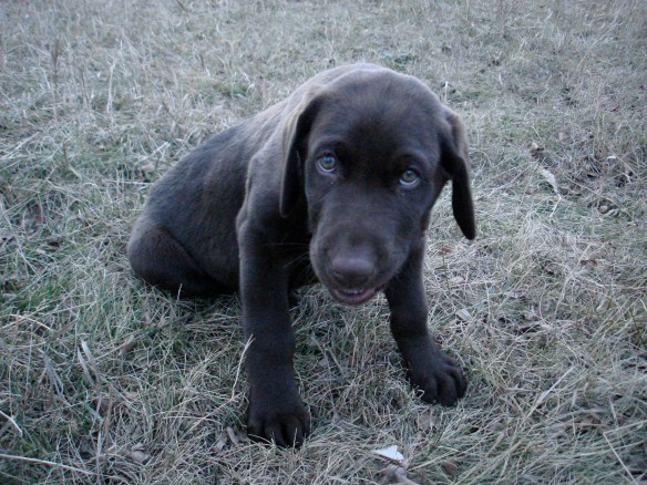 Hondo the lab as a puppy...awwwww