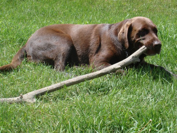 Lab with stick