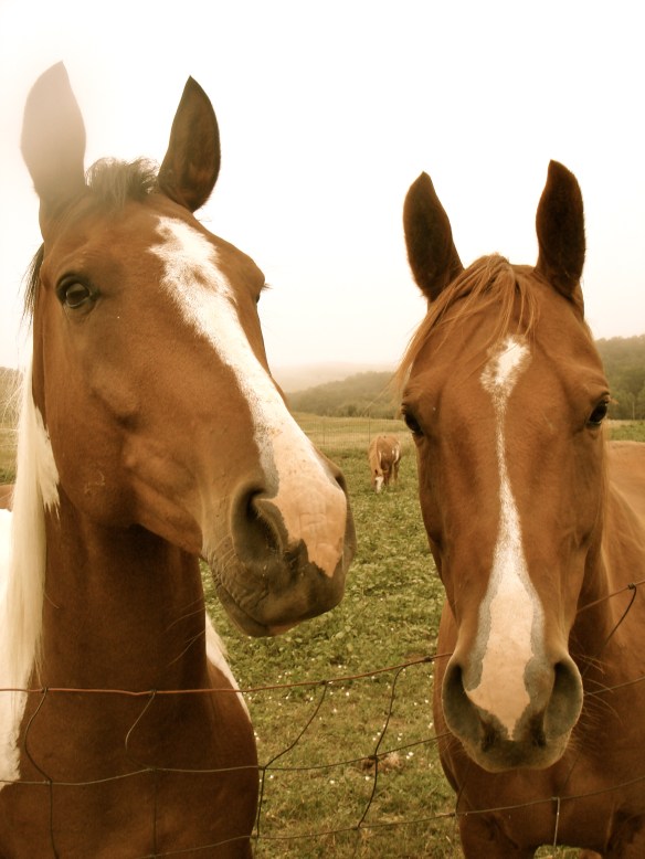 Pretty horses