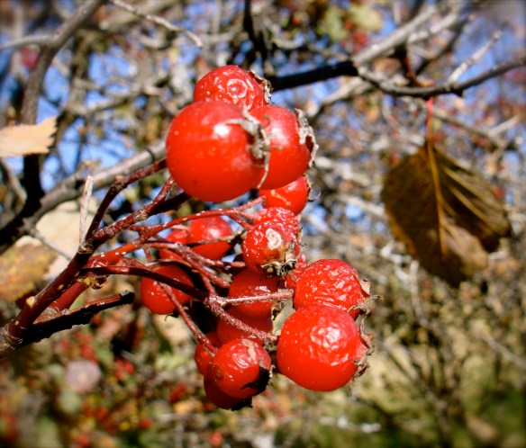 Fall berries