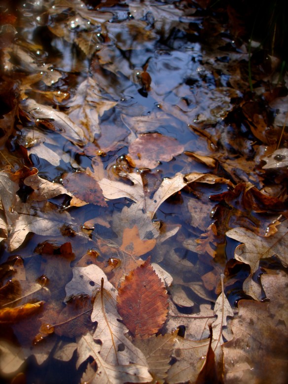 Leaves in stream
