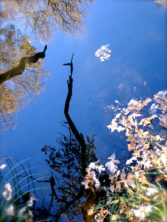 fall reflections