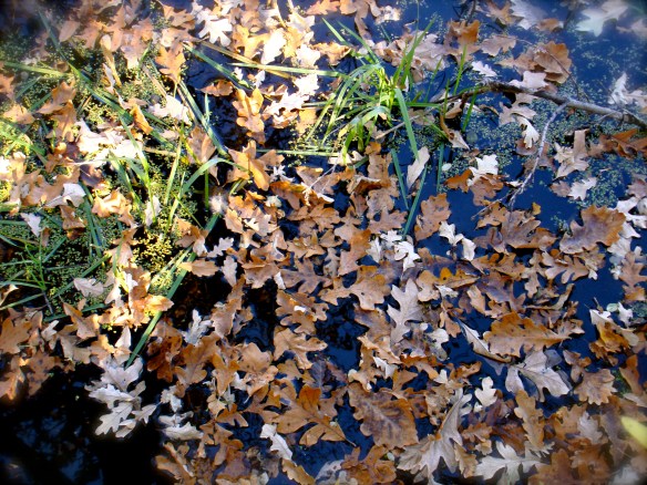 leaves in water