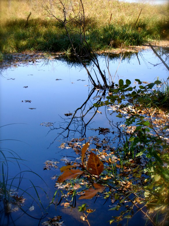 fall leaves in water