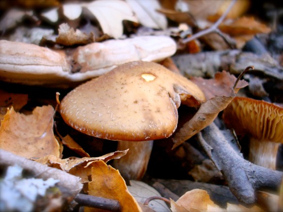 Fall mushroom