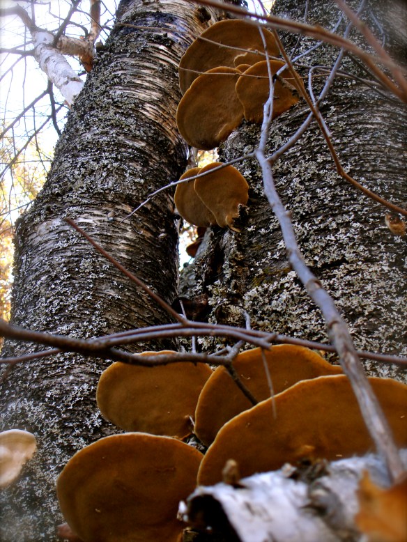 Birch with mushrooms