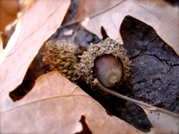 Acorn in leaves