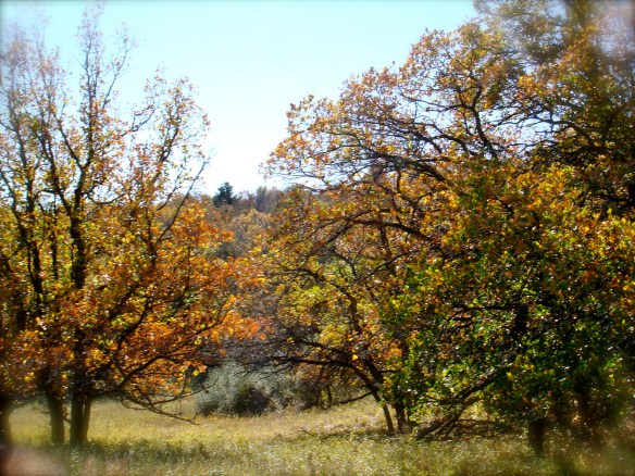 Fall Foliage