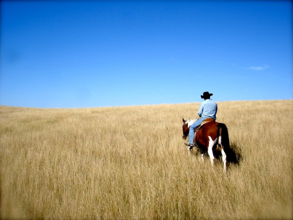 October 3, 2010 Horse in golden grass
