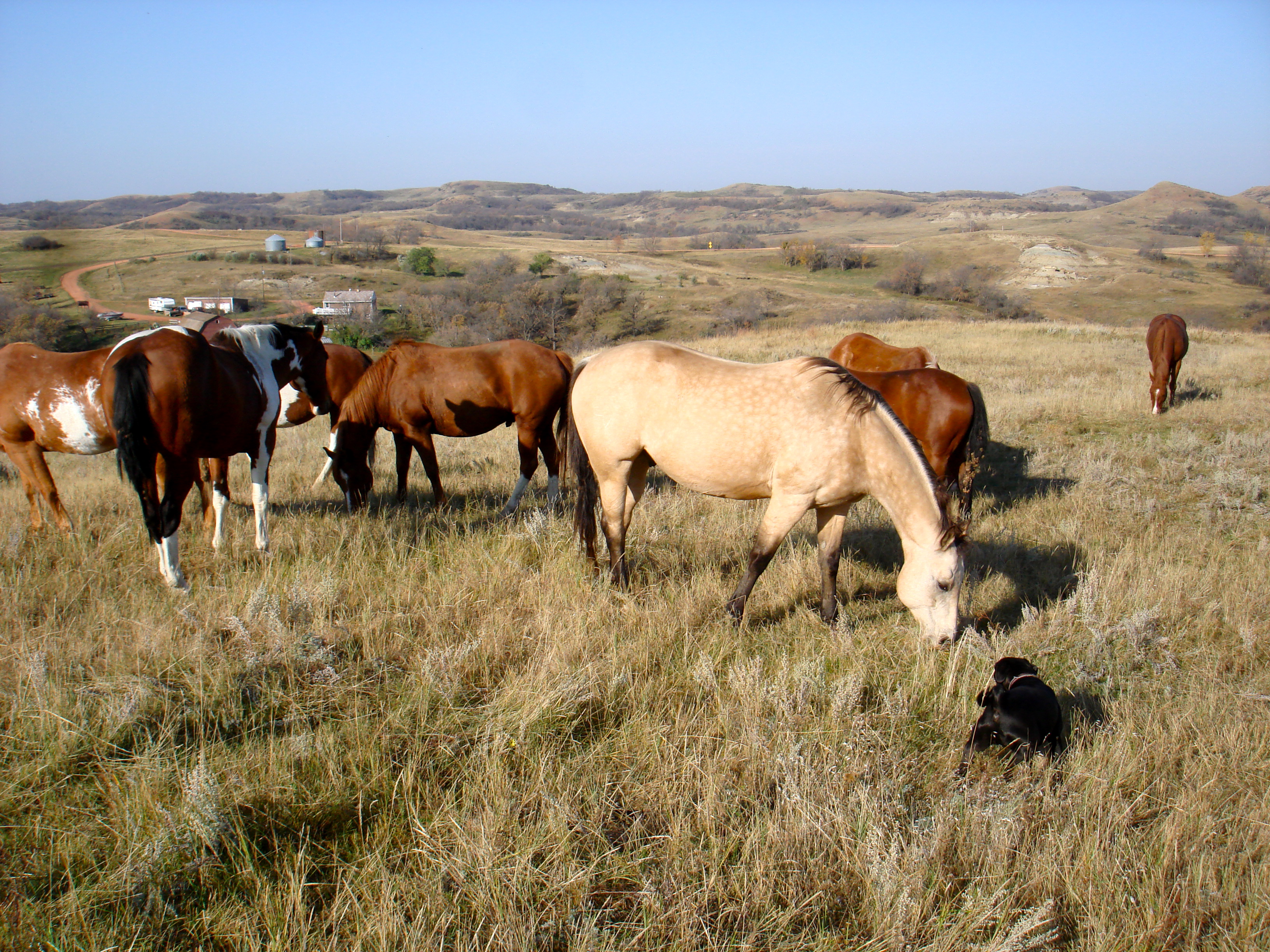 Pug and Horses